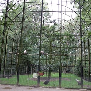 Planckendael - Vulture aviary