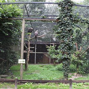 Planckendael - Vulture aviary