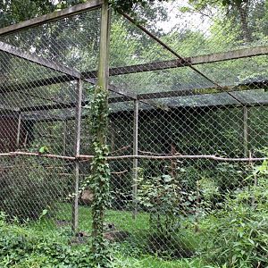 Planckendael - Military macaw aviary