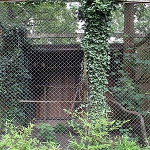 Planckendael - Spectacled owl aviary