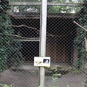 Planckendael - Grey owl aviary