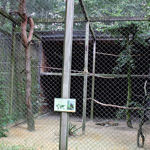 Planckendael - Harris hawk aviary