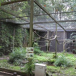 Planckendael - Scarlet macaw aviary