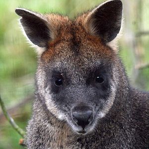 Swamp Wallaby
