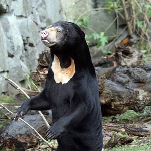 Sunbear