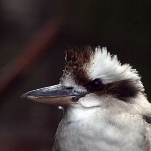 Kookaburra