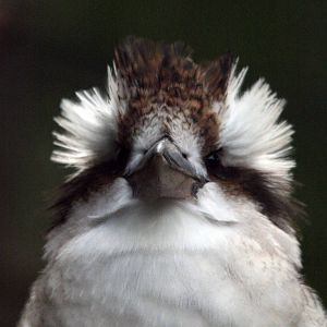 Bad Hair Day Kookaburra