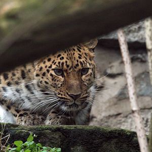 Amur Leopard