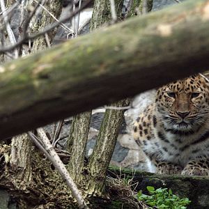 Amur Leopard