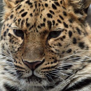 Amur Leopard