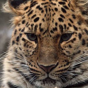 Amur Leopard