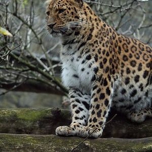 Amur Leopard