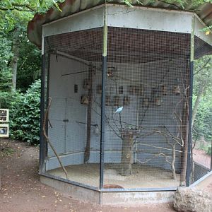 Planckendael - Oceania (Budgie aviary)