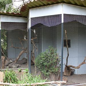 Planckendael - Oceania (Kookaburra aviary)