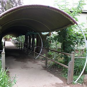 Planckendael - Oceania (Koala House)