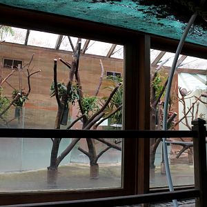 Planckendael - Oceania (Koala House)