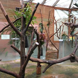 Planckendael - Oceania (Koala House)