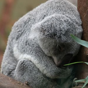 Planckendael - Oceania (Koala)