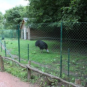Planckendael - Oceania (Cassowary)