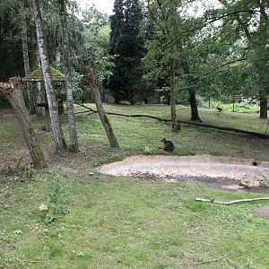 Planckendael - Oceania (Swamp wallaby)