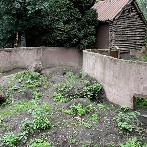 Planckendael - Oceania (Wombat)