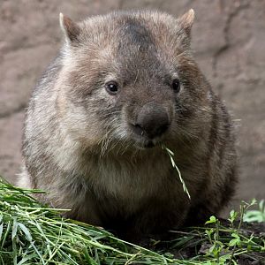 Planckendael - Oceania (Wombat)