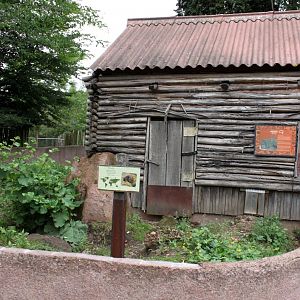 Planckendael - Oceania (Wombat)
