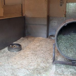 Planckendael - Oceania (Wombat)