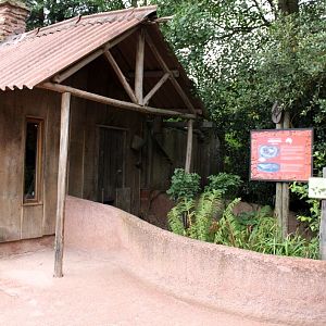 Planckendael - Oceania (Echidna)