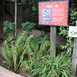 Planckendael - Oceania (Echidna)