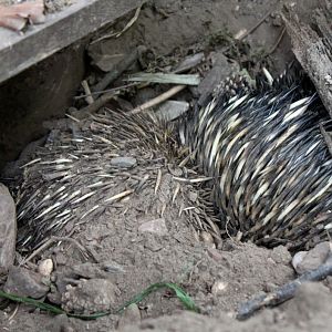 Planckendael - Oceania (Echidna)