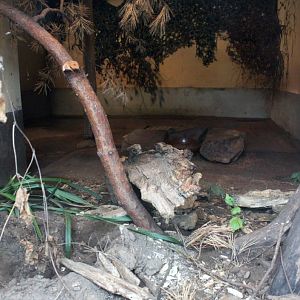 Planckendael - Oceania (Echidna)