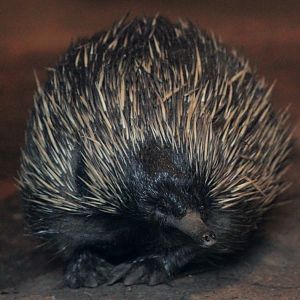 Planckendael - Oceania (Echidna)