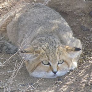 persian sand cat (Felis margarita thinobia)-dec 2011