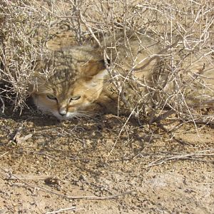 persian sand cat 2 (Felis margarita thinobia)-dec 2011