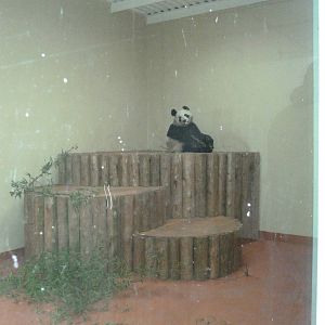 Panda Preview-Inside