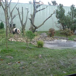 Panda Preview-outside