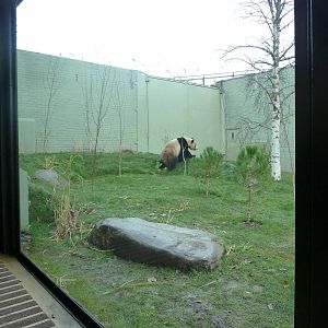 Panda Preview-outside