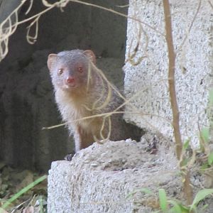small Indian mongoose (Herpestes javanicus )