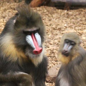 A Mandrill and his lass