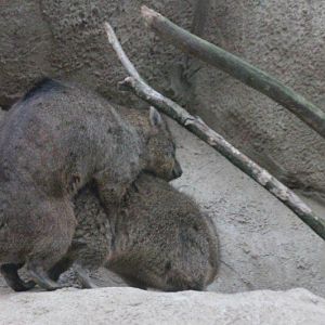 New Hyrax soon?