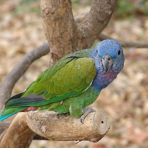 Blue-headed Pionus (Pionus menstruus)