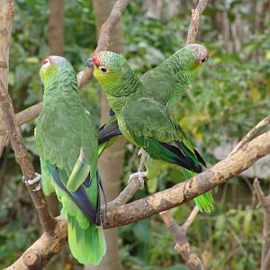 Red-lored Parrot (Amazona autumnalis)