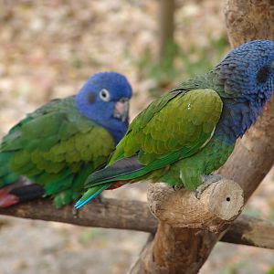 Blue-headed Pionus (Pionus menstruus)