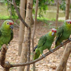 Red-lored Parrot (Amazona autumnalis)