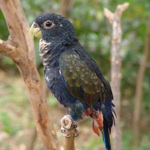 Bronze-winged Parrot (Pionus chalcopterus)