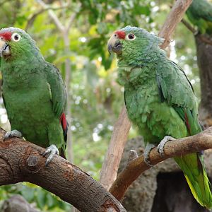 Red-lored Parrot (Amazona autumnalis)