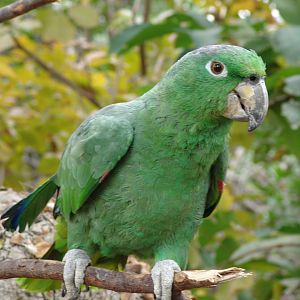 Mealy Amazon (Amazona farinosa)