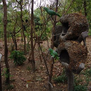 'open' Mealy Amazon (Amazona farinosa) exhibit