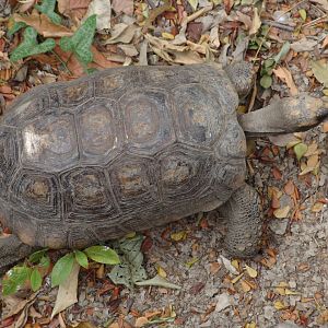 Yellow-footed Tortoise (Chelonoidis denticulata)